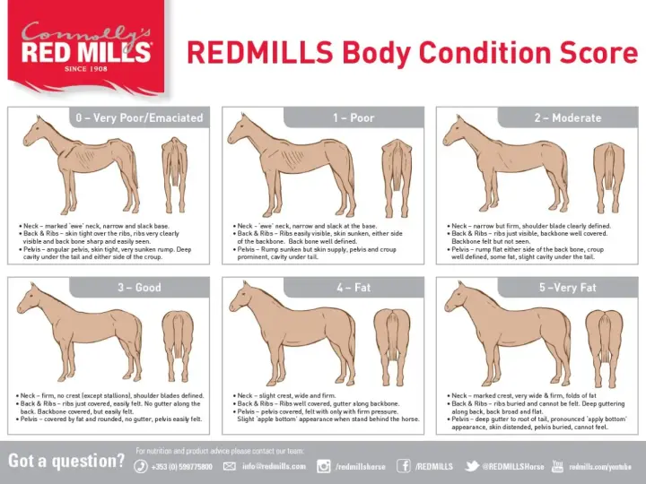 Guide visuel pour évaluer la condition corporelle d'un cheval, de émacié à très gras. Utile pour savoir comment faire maigrir un cheval si nécessaire.