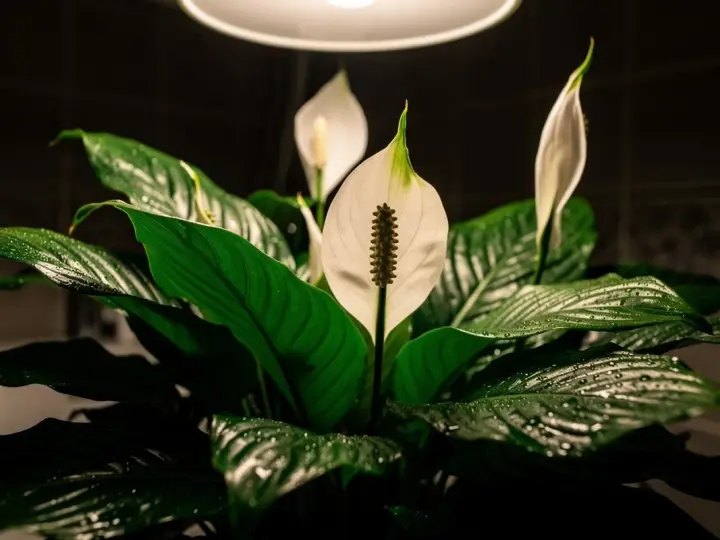 Plante de salle de bain sombre, un Spathiphyllum aux feuilles vertes luisantes et aux fleurs blanches délicates, baigné par la lumière d'un plafonnier.