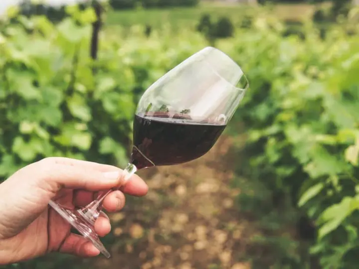 Main tenue un verre de vin rouge, peut-être un célèbre nom de vin rouge, dans un vignoble verdoyant.