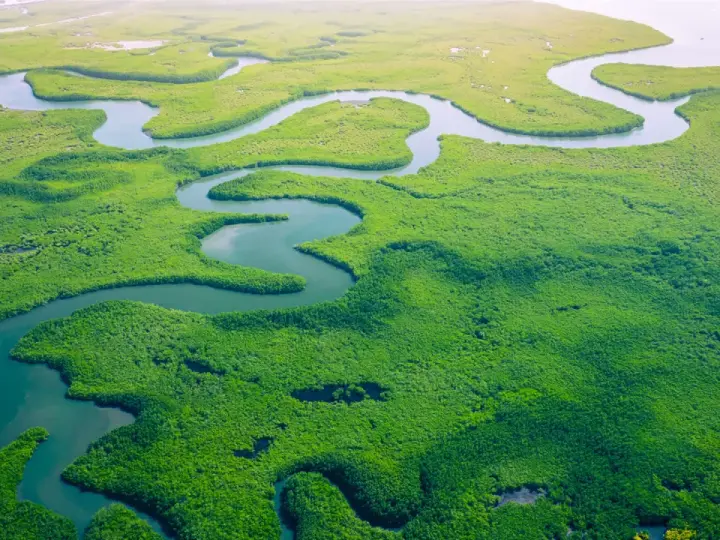 Malownicze, zielone mangrowce i kręte rzeki, które pokazują, gdzie leży Gambia.