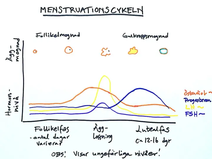 Diagram över menstruationscykeln som visar hur nivåerna av kvinnliga hormoner (östradiol, progesteron, LH, FSH) förändras under cykelns olika faser.