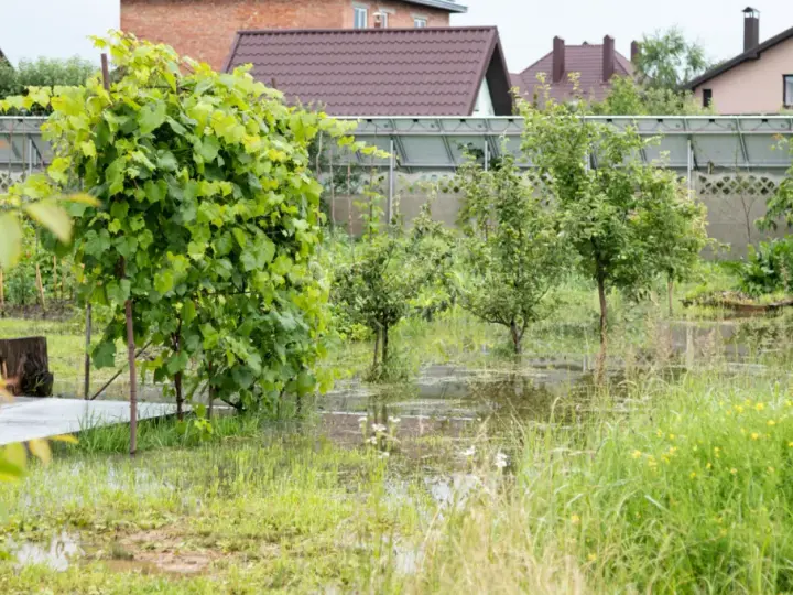 Woda na działce po deszczu, zalane trawniki i młode drzewka. W tle domy i szklarnia.