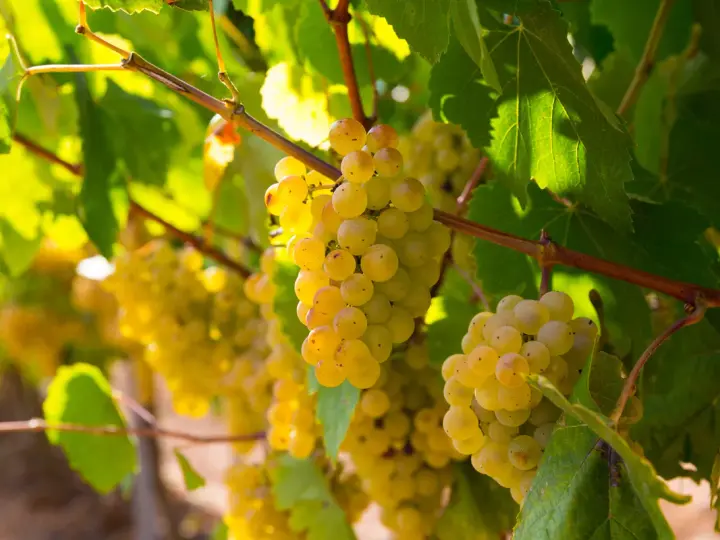 Grappes de gros manseng dorées, mûres et juteuses, baignées de soleil sur la vigne.