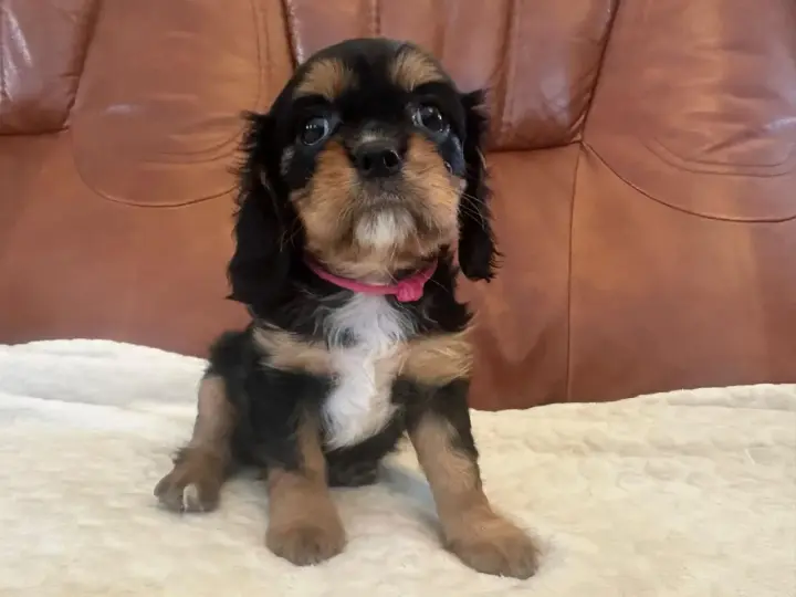 Uroczy szczeniak cavalier king charles spaniel w różowej obroży. Sprawdź cavalier king charles spaniel cena i znajdź swojego wymarzonego pupila!