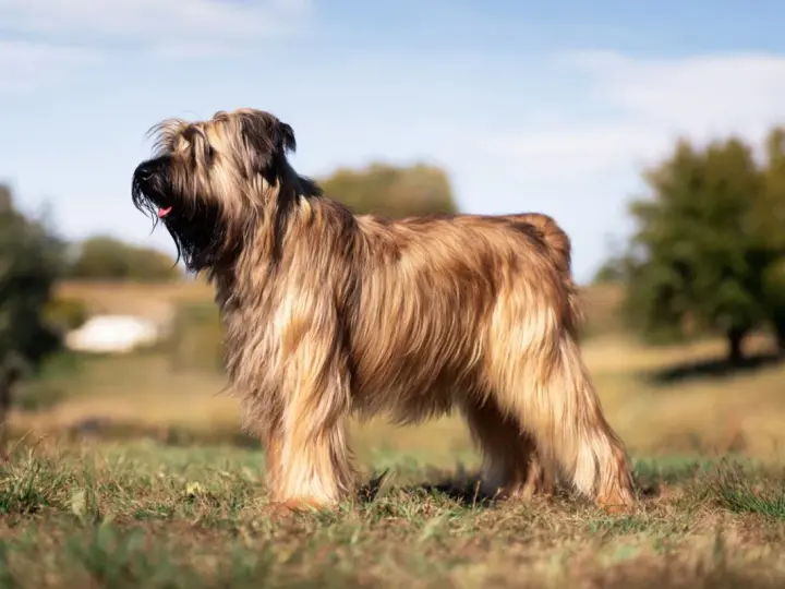 Piękny briard z długą, falującą sierścią stoi na trawie, w tle drzewa i błękitne niebo.