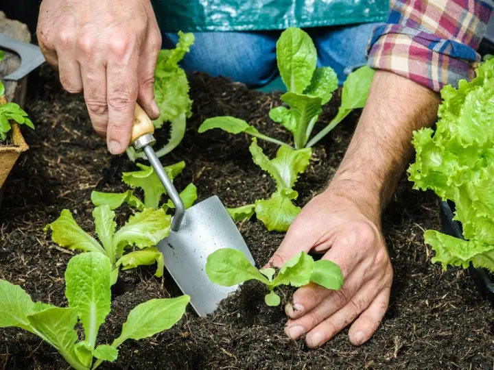 Hands planting young romaine lettuce seedlings in dark soil. This is the perfect time to plant romaine lettuce for a fresh harvest.