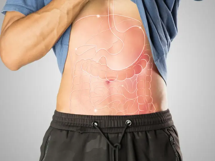Anatomia jamy brzusznej z zaznaczonymi narządami wewnętrznymi.