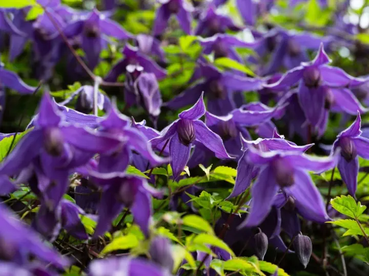 Nahaufnahme von violetten Clematisblüten, die auf einen Rückschnitt warten.