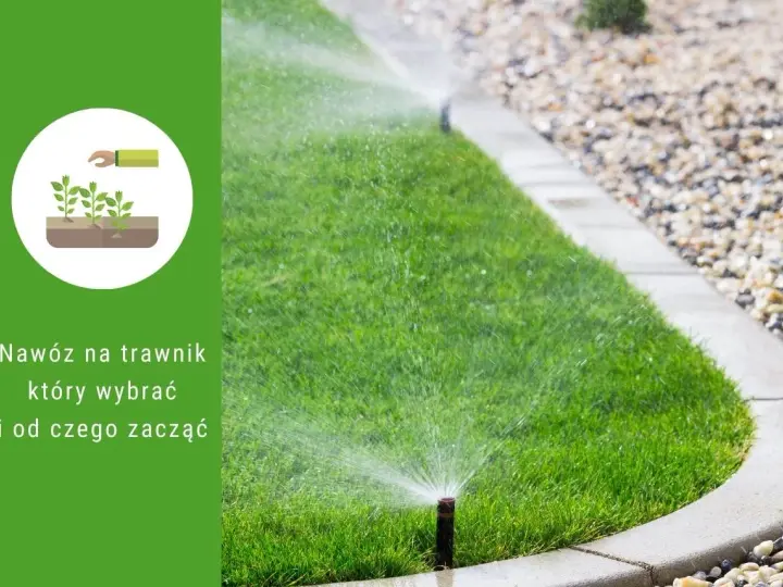 Zraszany trawnik i ikona sadzonek. Jaki nawóz na trawę wybrać, by uzyskać taki efekt?