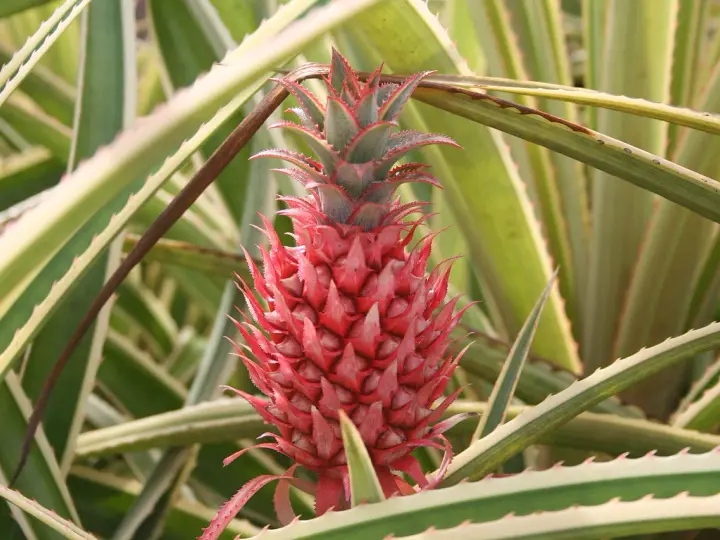 Czerwony, młody ananas z zielonymi liśćmi i kolcami.