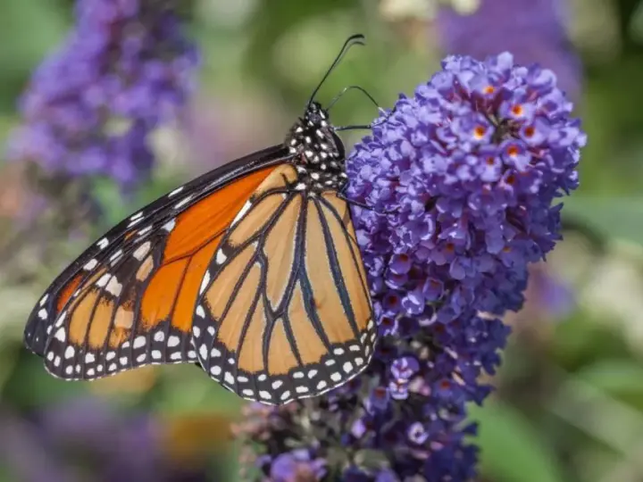 Motyl monarcha na fioletowych kwiatach budlei dawida odmiany.