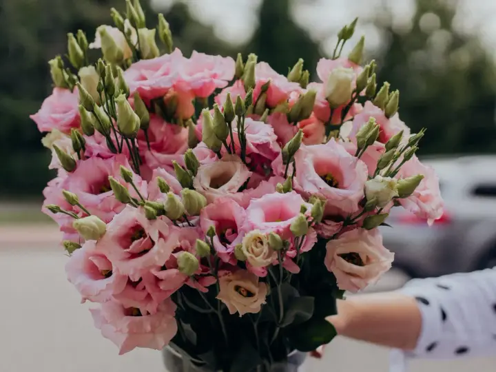 Piękny eustoma bukiet w odcieniach różu i bieli, z licznymi pąkami, gotowy do wręczenia.
