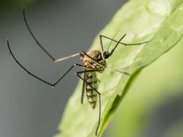 Un mosquito en una hoja verde. Aprende cómo evitar mosquitos en el jardín para disfrutar del aire libre sin picaduras.