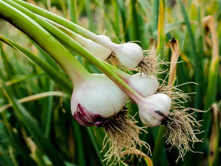 Frisch geernteter Knoblauch zieht aus der Zehe, mit Wurzeln und grünen Stielen, vor einem Hintergrund aus grünen Blättern.