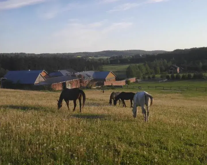 Stadnina koni Tarka: idealne miejsce na rodzinne wakacje w Zwierzyńcu