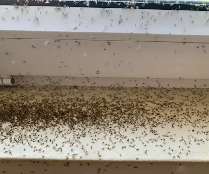 Jętki na poddaszu: Skuteczne metody pozbycia się uciążliwych owadów