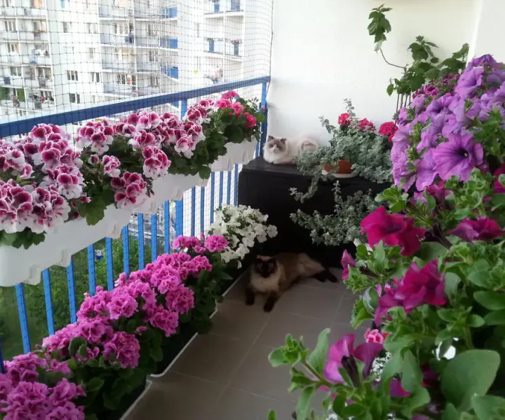 Jakie kwiaty na balkon od wschodu? Odkryj najlepsze rośliny do uprawy