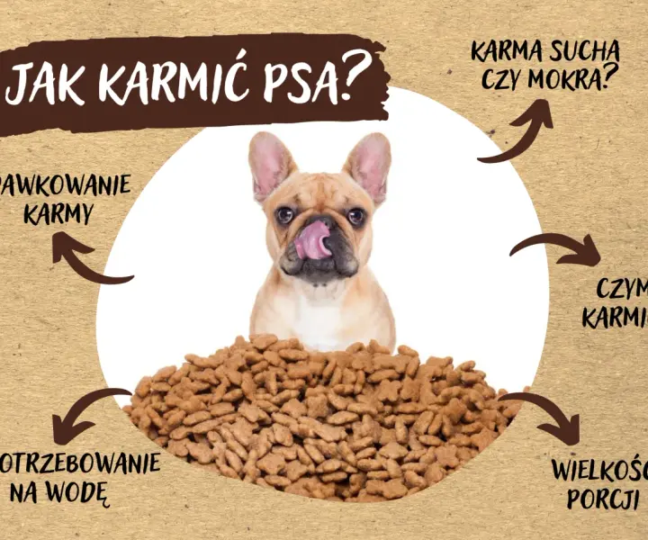 Pies po skręcie żołądka: Jak karmić, by uniknąć nawrotu?