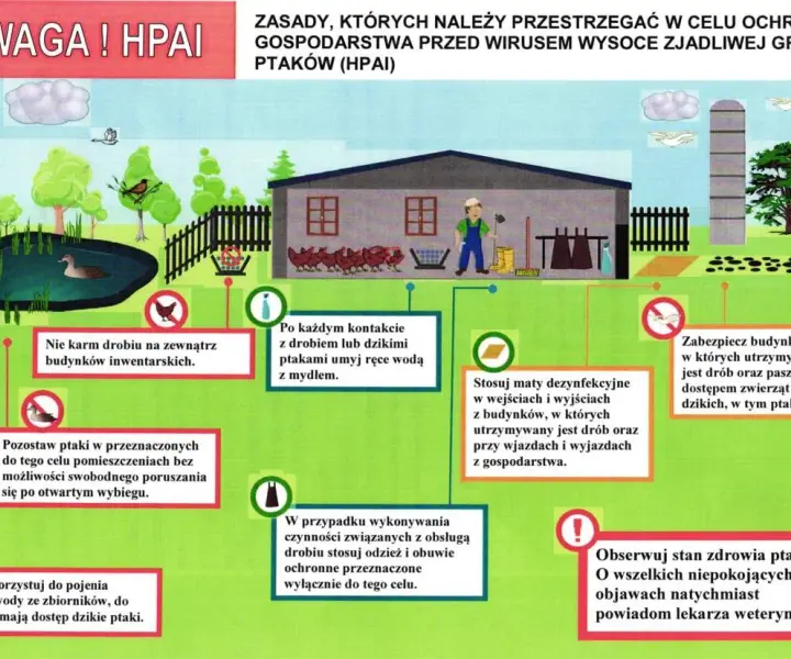 Ptasia grypa u ludzi - objawy, ryzyko i ochrona