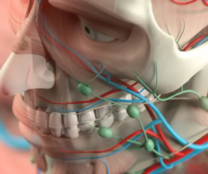Kości na twarzy: anatomia i wpływ na wygląd twarzoczaszki