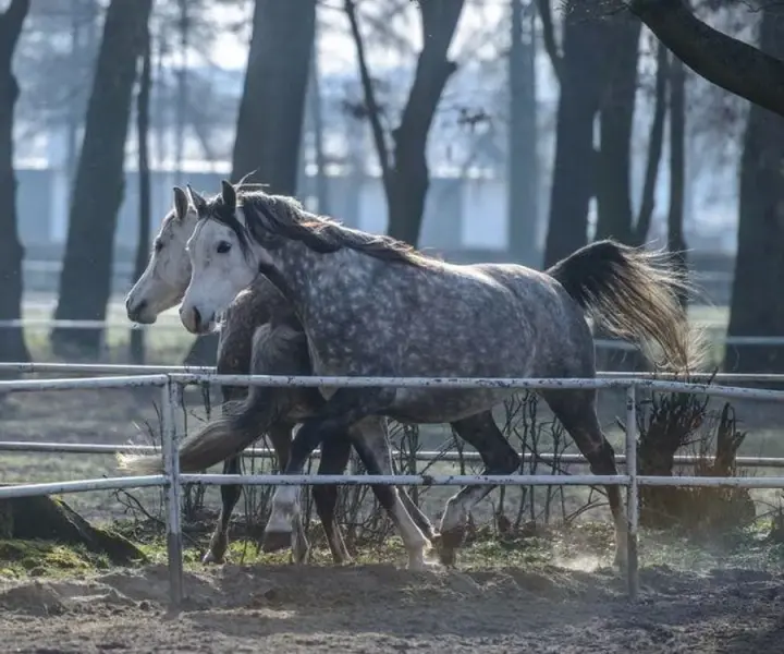 Zdrowy jak koń - co naprawdę oznacza ta fraza i jak dbać o zdrowie?