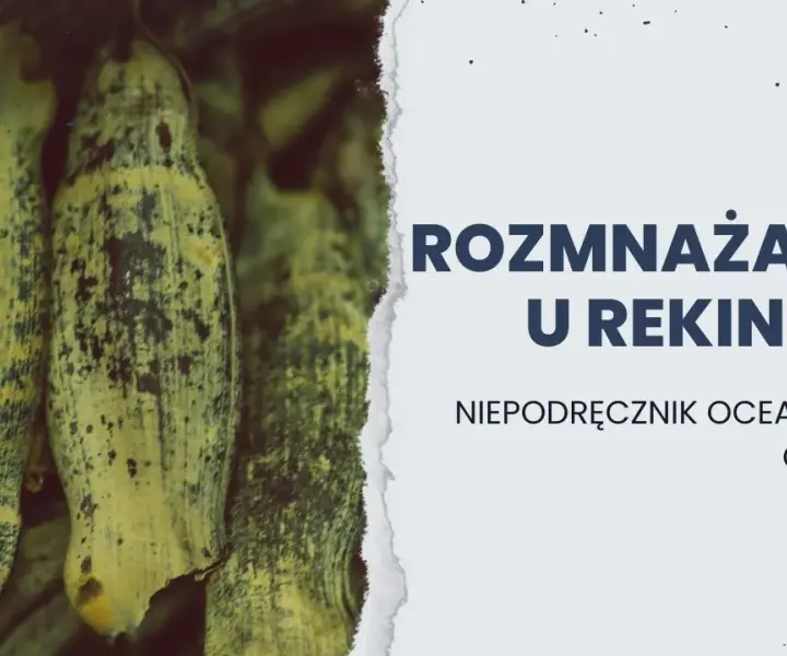 Jak rekiny się rozmnażają? Odkryj fascynujące metody ich rozmnażania