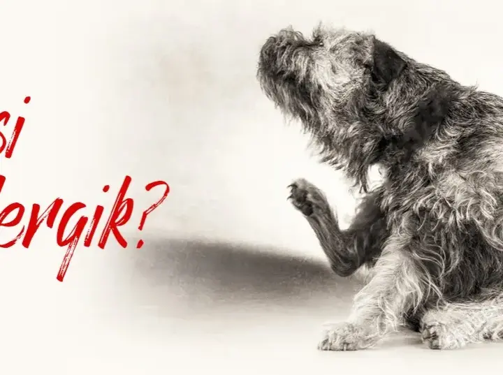 Czy kaczka uczula psy? Objawy alergii, które musisz znać