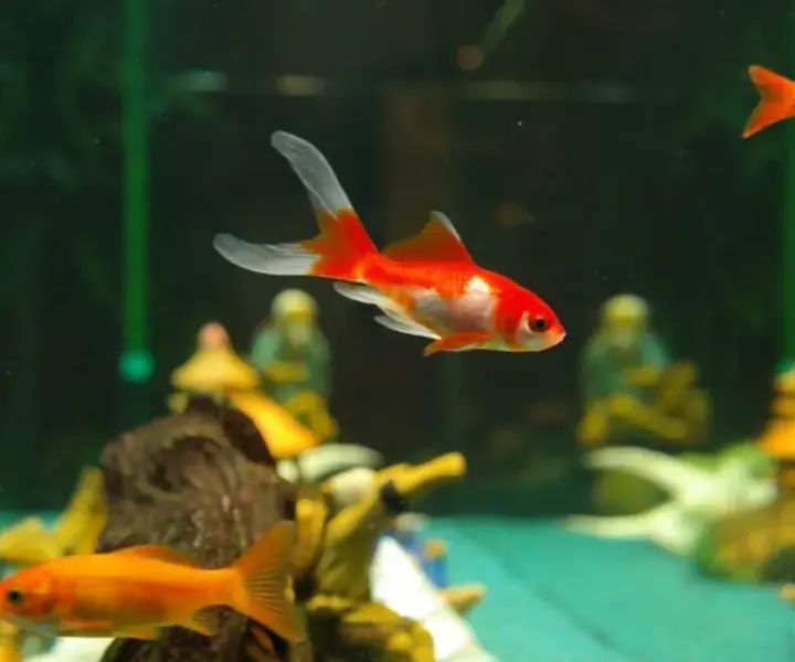 Solidna szafka pod akwarium 200l krok po kroku. Uniknij kosztownych błędów!