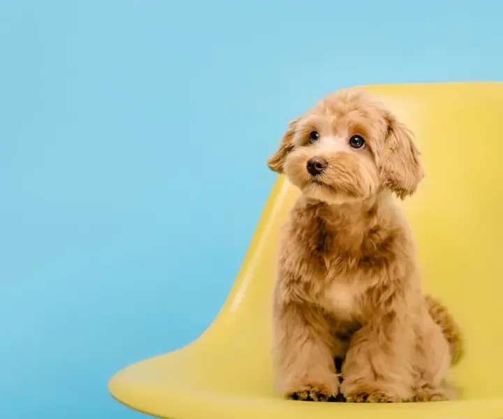 Ile kosztuje maltipoo z hodowli? Sprawdź, co wpływa na cenę