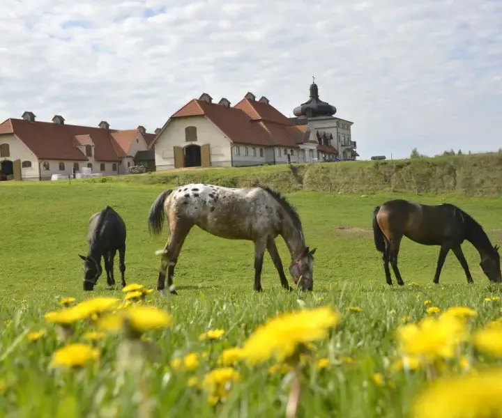 Najlepsze hotele ze stadniną koni w Mazurach dla całej rodziny