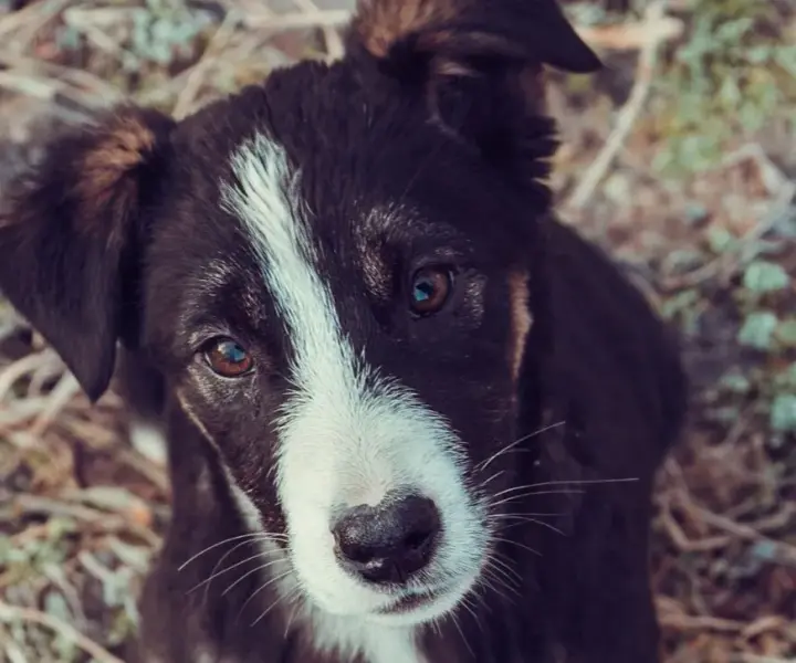 Czy border collie uczula? Poznaj ryzyko alergii i jak je zminimalizować