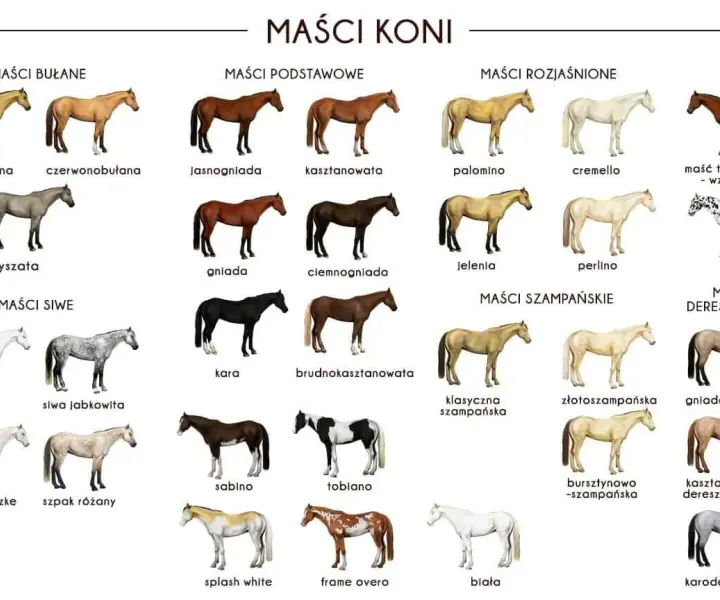 Kalkulator maści koni: Przewidź kolor źrebięcia i zrozum genetykę