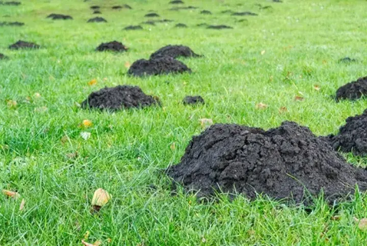 Ile kretów na działce? Poznaj zaskakującą prawdę o populacji