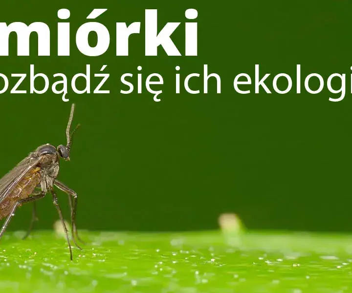 Skuteczne metody na muszki na tarasie - pozbądź się ich raz na zawsze