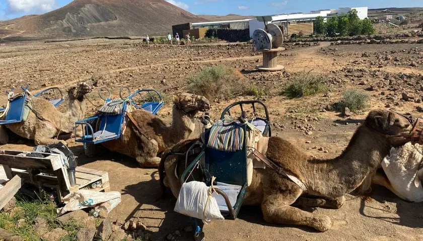 Camellos descansando en un paisaje volcánico de lajares en Fuerteventura, con un cono volcánico al fondo.