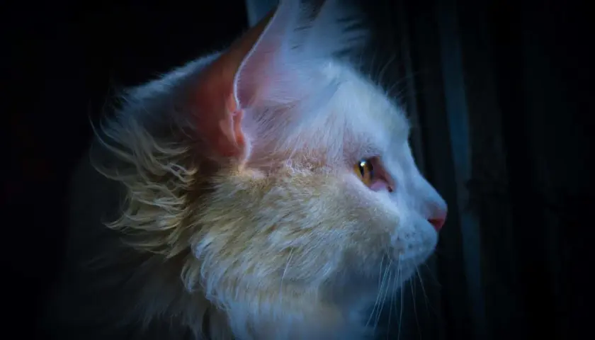 Gato blanco con ojos ámbar mira fijamente en la oscuridad. ¿Cómo callar a un gato por la noche? Quizás con un juguete o una caricia.