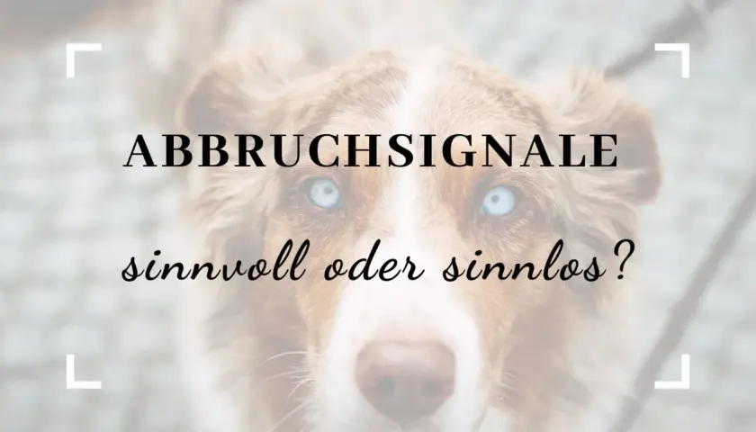 Nahaufnahme eines Hundes mit blauen Augen. Text: "ABBRUCHSIGNALE sinnvoll oder sinnlos?".
