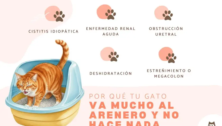 Gato anaranjado en arenero, con texto sobre cistitis idiopática en gatos y otras causas de visitas frecuentes al arenero.