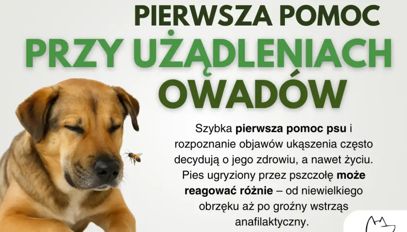 Pies zjadł Azofoskę? Objawy, pierwsza pomoc i bezpieczny ogród