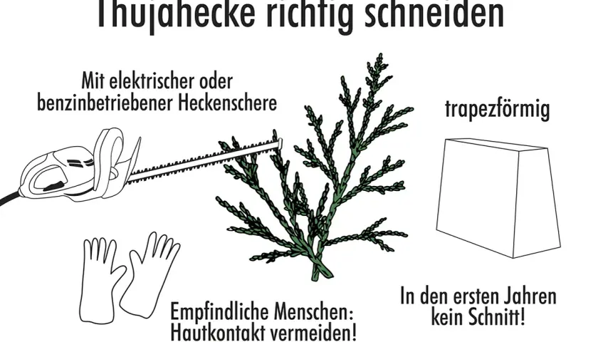 Anleitung zum Schneiden einer Thujahecke: Werkzeuge, Handschuhe, trapezförmige Form und Hinweis für die ersten Jahre.