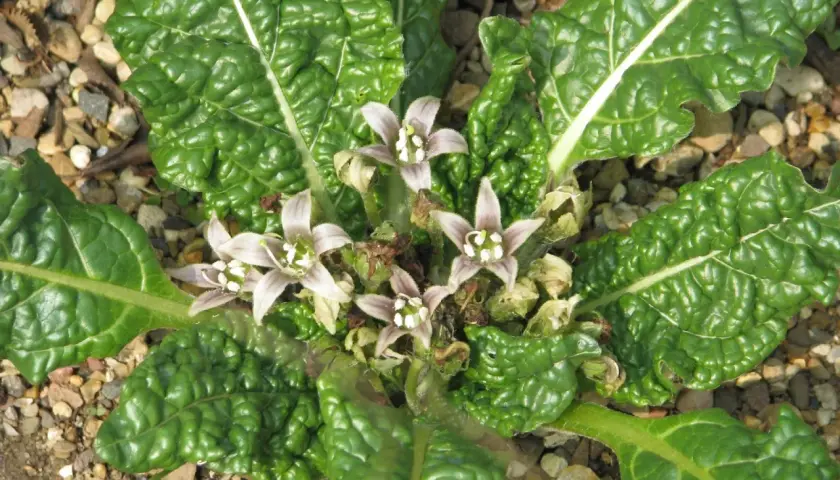 Fiori pallidi e foglie verdi rugose di erbe spontanee tossiche crescono tra ghiaia e terra.