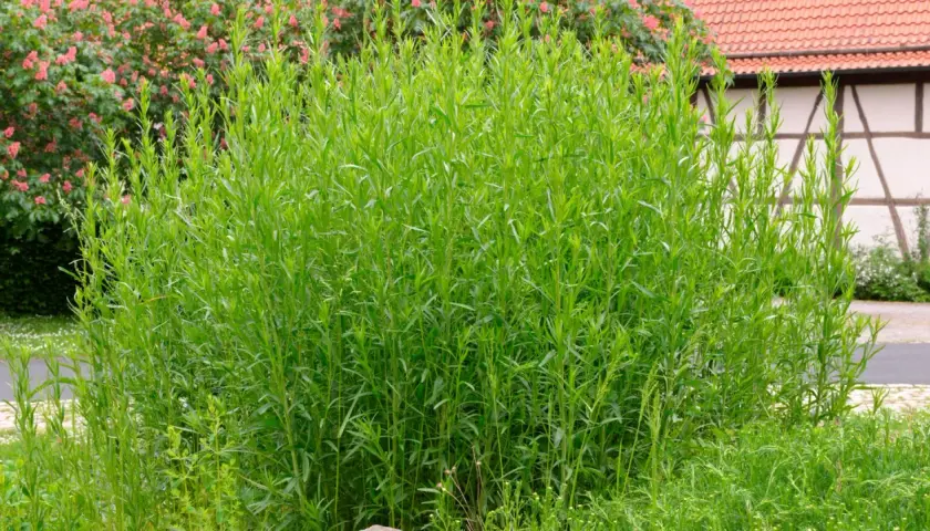 Ein üppiger Estragon-Strauch wächst im Garten neben einem Fachwerkhaus. Der ideale Estragon Standort ist sonnig.