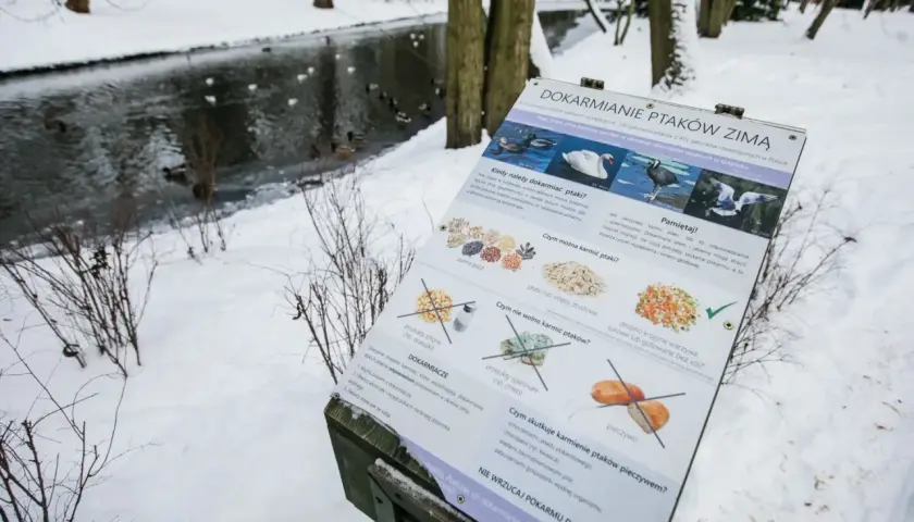 Zimowy park, zamarznięty staw, kaczki pływają. Tablica informuje, kiedy kaczki wracają do Polski i jak je dokarmiać.