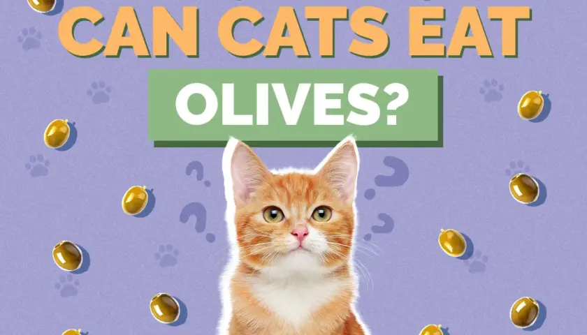 An orange tabby cat looks up, surrounded by floating olives and question marks, as the text asks "CAN CATS EAT OLIVES?".