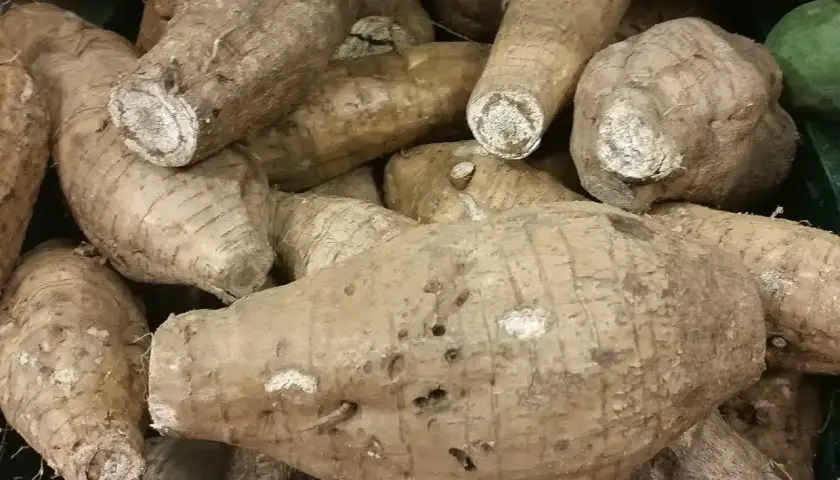 Un mucchio di tuberi di kuzu, simili a grosse patate dalla buccia ruvida e marrone, pronti per essere cucinati.