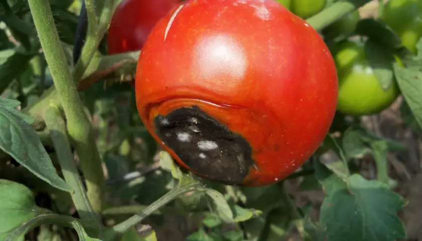 Pomodoro maturo con marciume apicale, un problema comune causato da carenza di calcio.