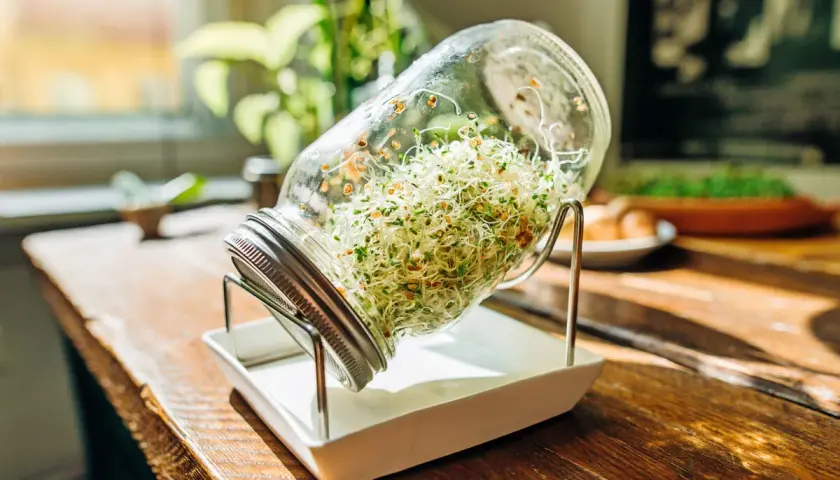 Frische Sprossen ziehen im Glas, bereit für die Ernte.