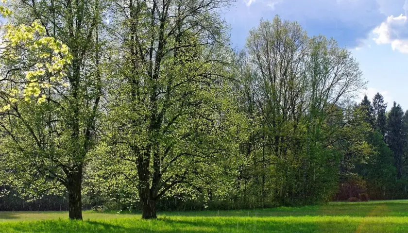 Zielony krajobraz z drzewami w rozkwicie, idealny na wycieczkę po Supraśl i okolice co warto zobaczyć.