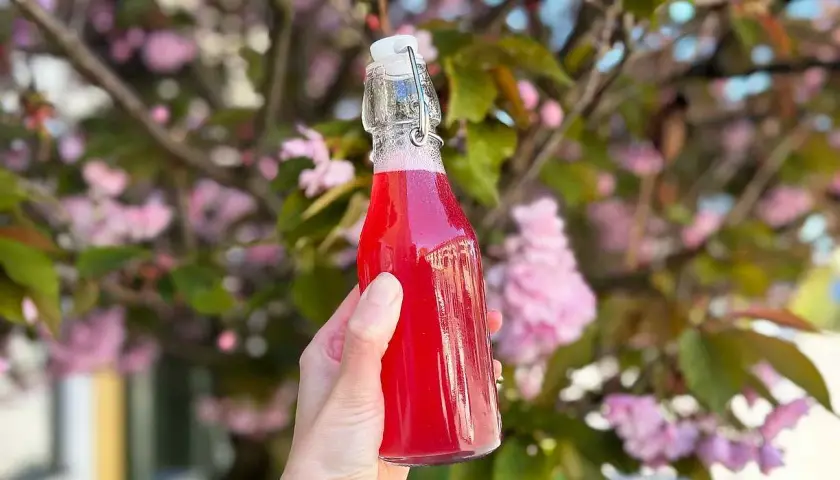 En hand håller en flaska med rosa rabarbersirap framför en blommande körsbärsträd.