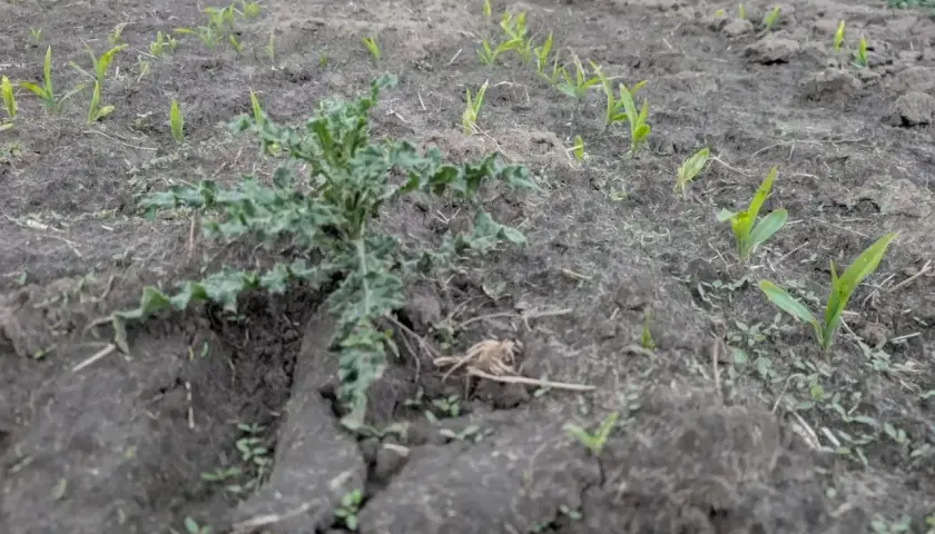 Młode pędy kukurydzy na polu, a wśród nich chwast. W oddali widać domy i drzewa, a nad nimi niebo. Całość tworzy obraz życia i rozwoju, jakby światło elumis rozświetlało ten krajobraz.